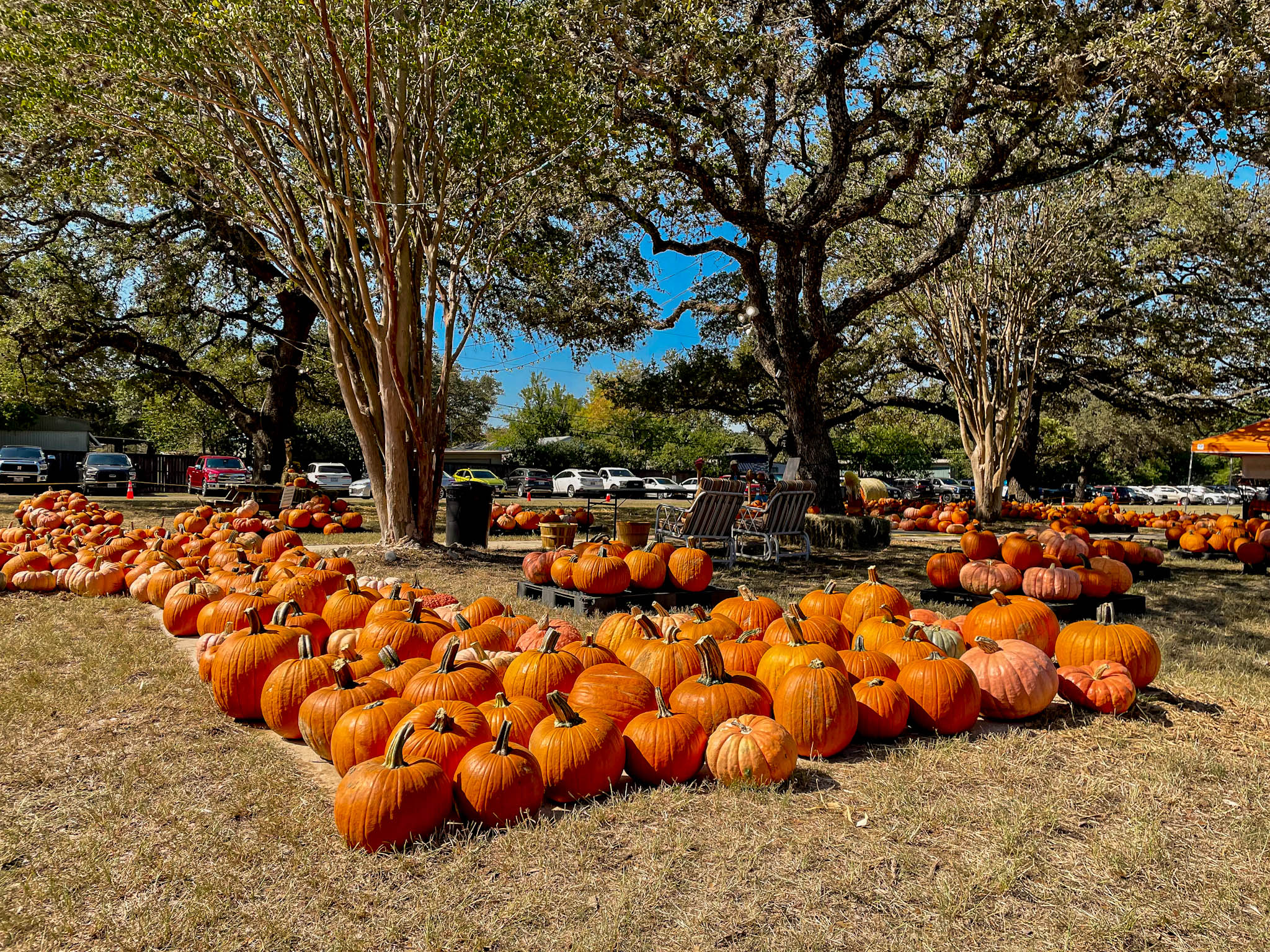 The Best Pumpkin Patches In And Around San Antonio (Updated For 2023 ...